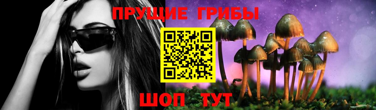Псилоцибиновые грибы Psilocybe Конаково